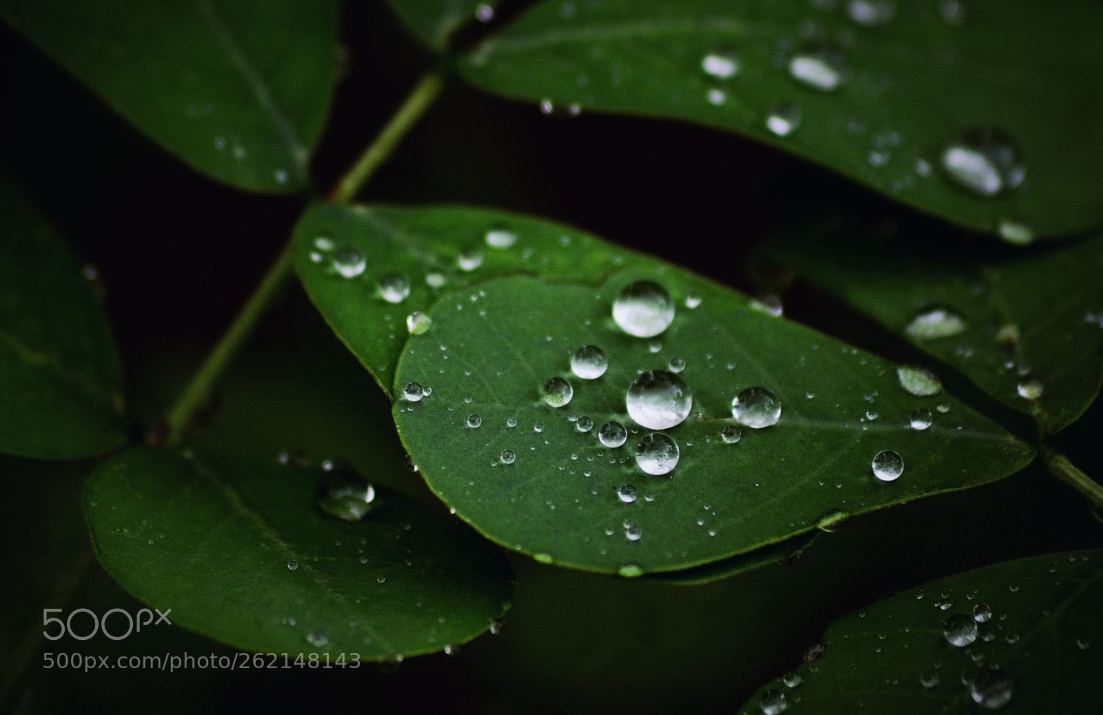 Nikon D5100 sample photo. ~water~ photography