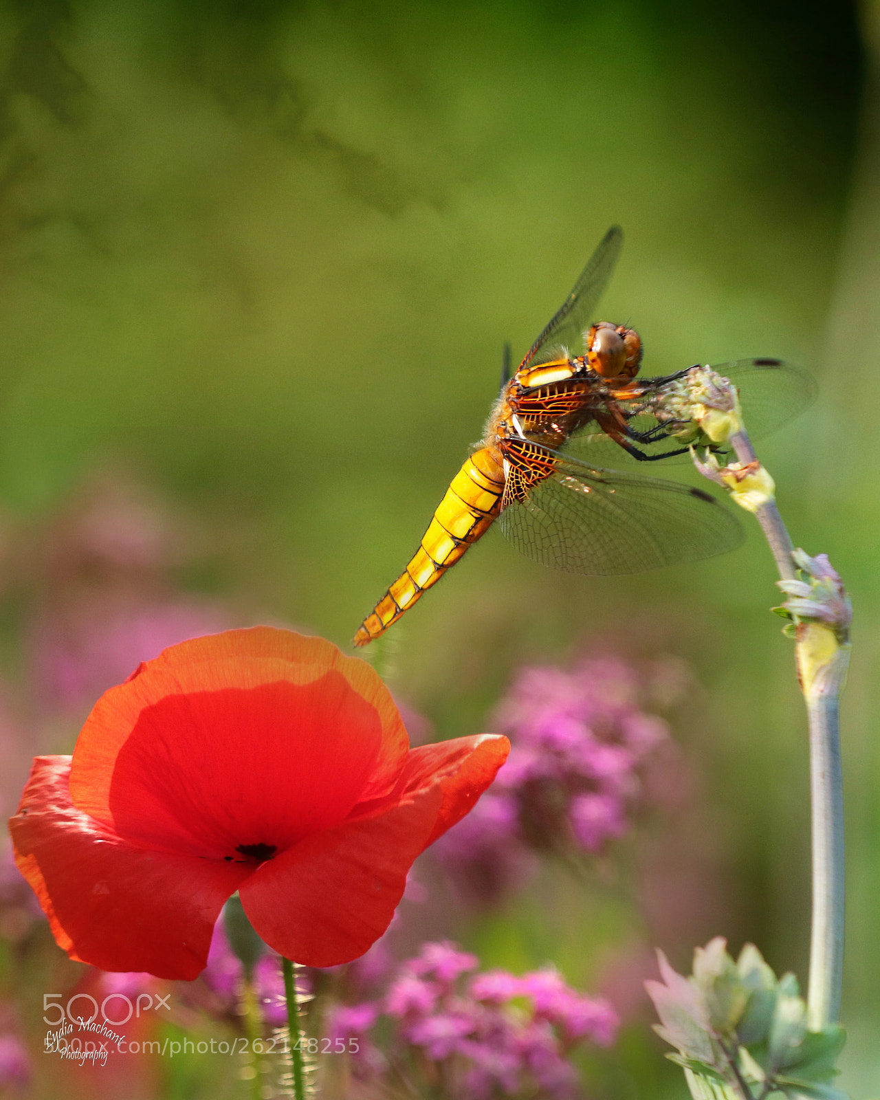 Canon EOS 7D Mark II sample photo. Fly, dragonfly, fly! photography