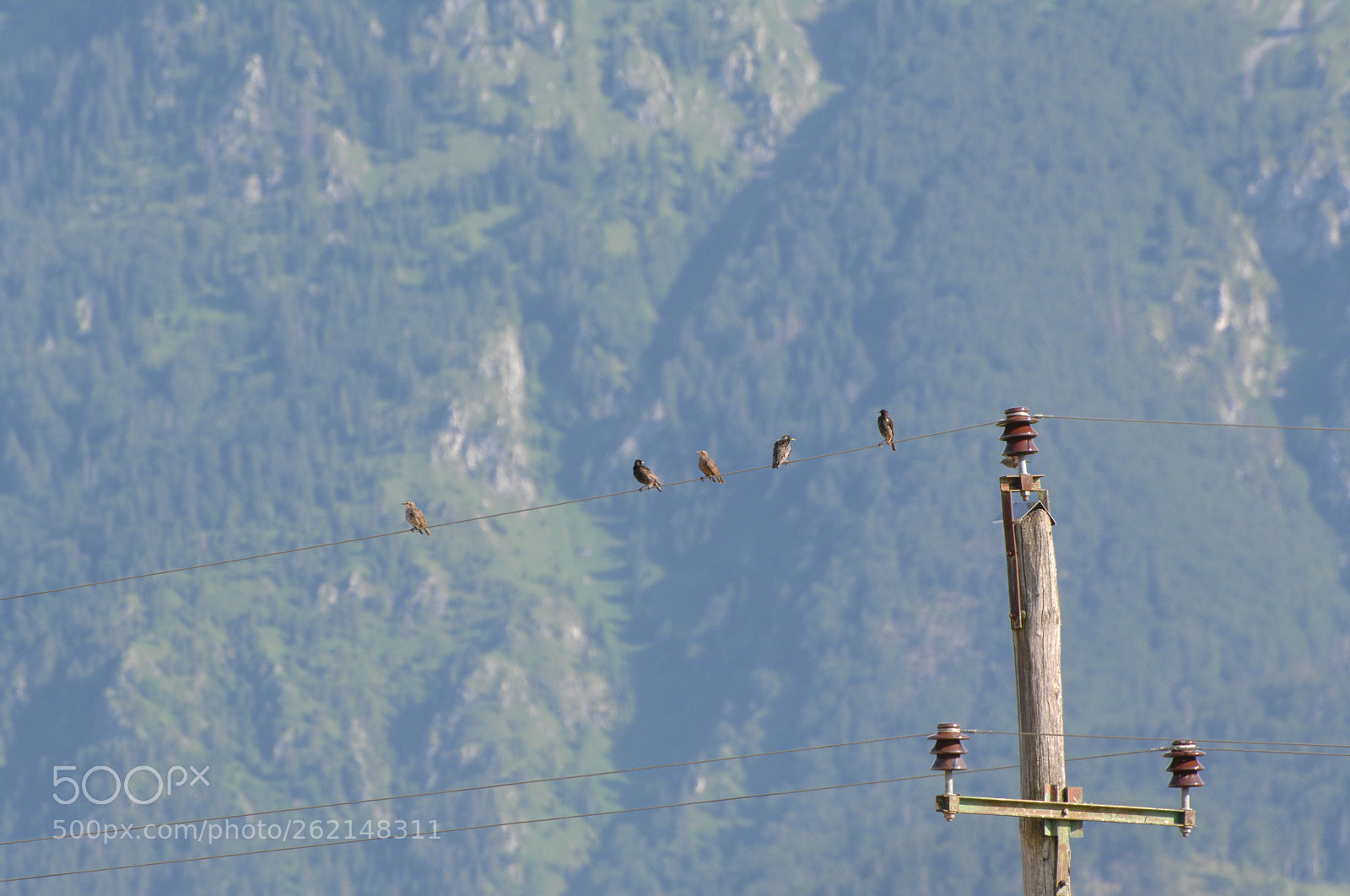 Nikon D2X sample photo. Bird on the wire photography