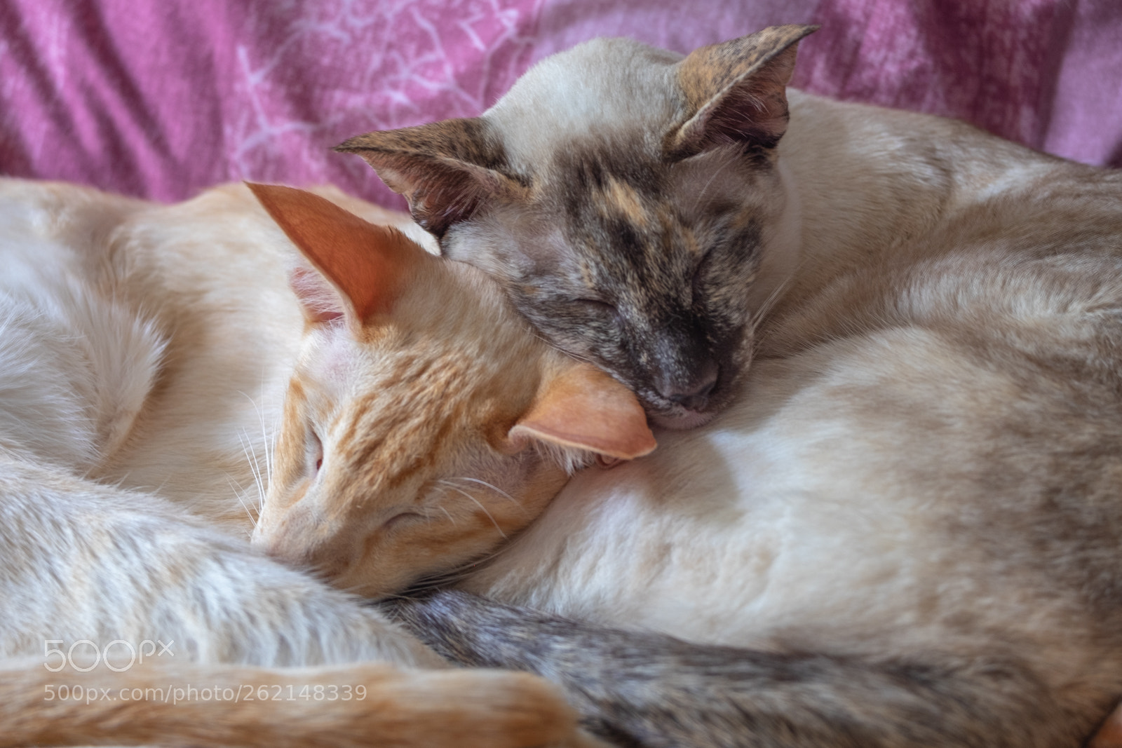 Fujifilm X-T1 sample photo. I do love my photography
