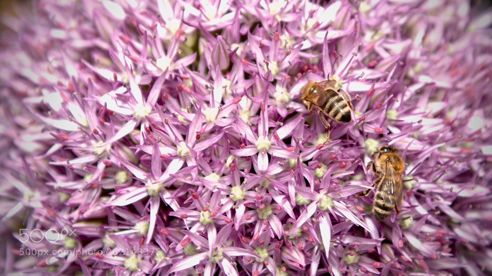 Nikon D2X sample photo. Bee love the flowers. photography