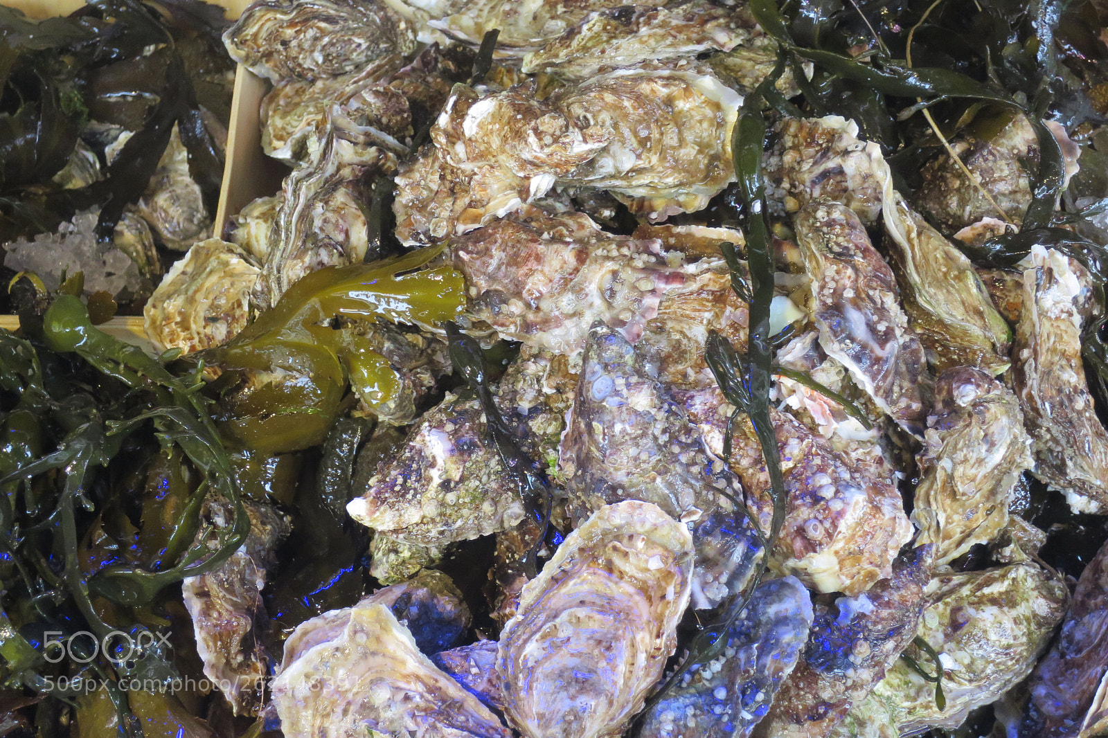 Canon PowerShot S120 sample photo. Seafood shellfish group of photography