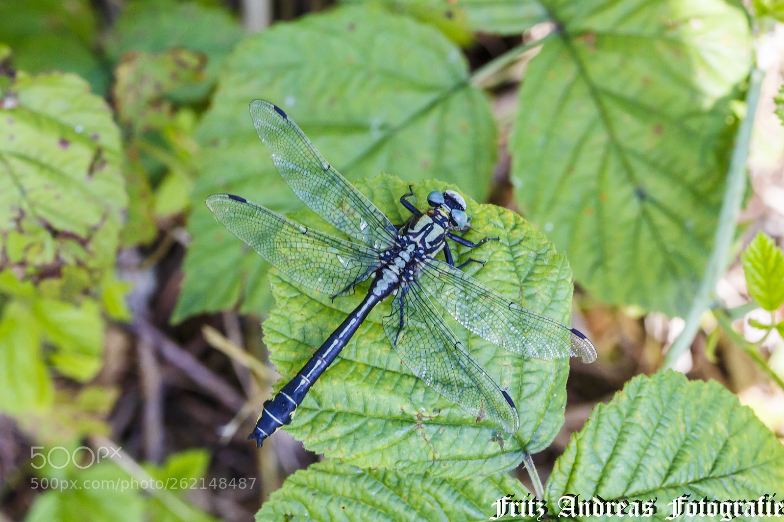 Canon EOS 6D sample photo. Libelle 1.1 photography