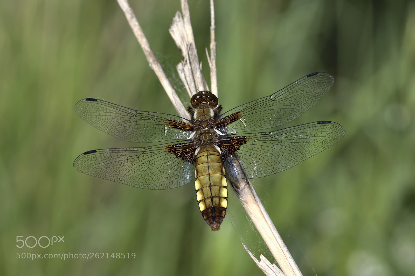 Nikon D500 + Nikon AF-S Micro-Nikkor 105mm F2.8G IF-ED VR sample photo. Libellula depressa photography