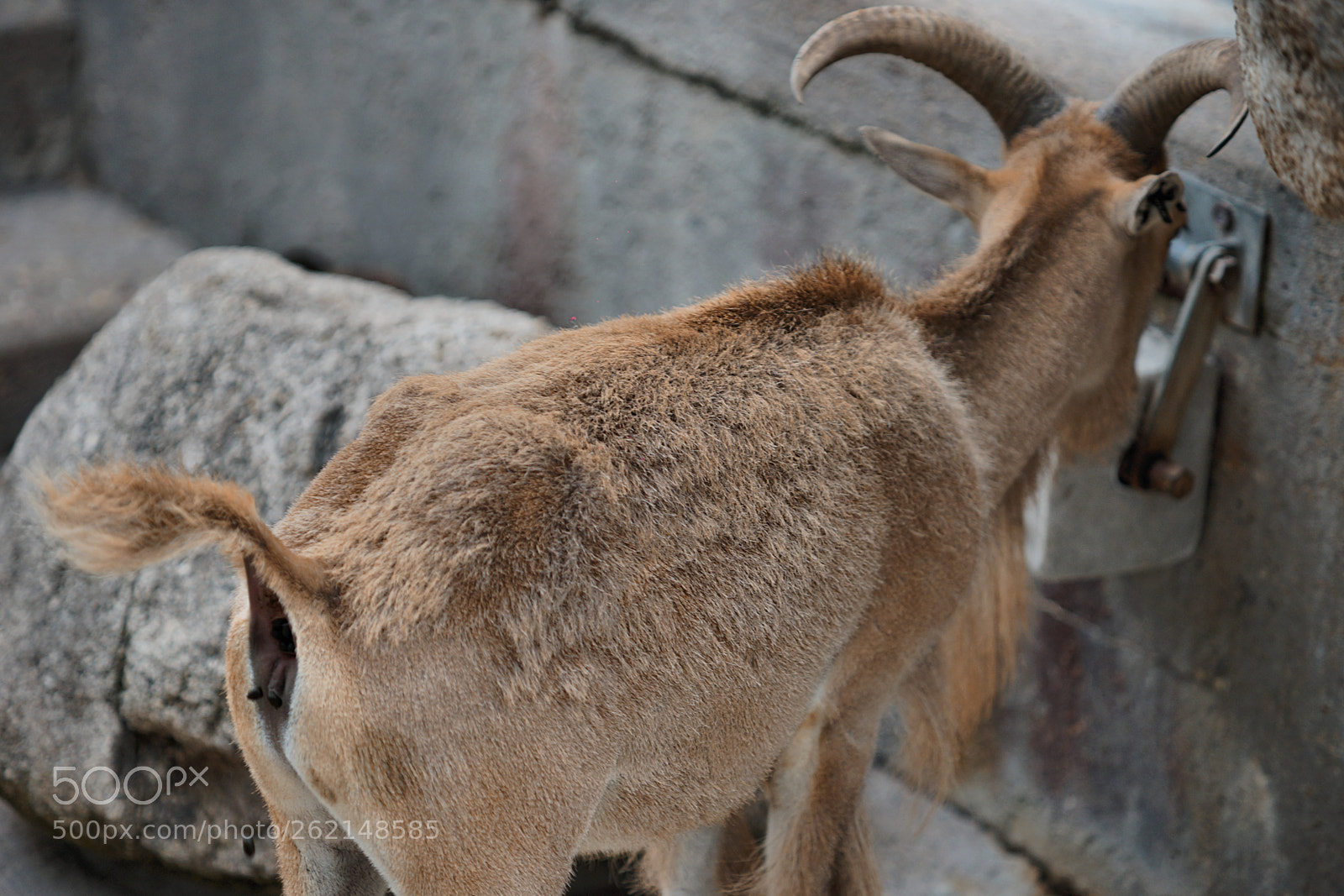 Sony a99 II sample photo. Poo machine photography