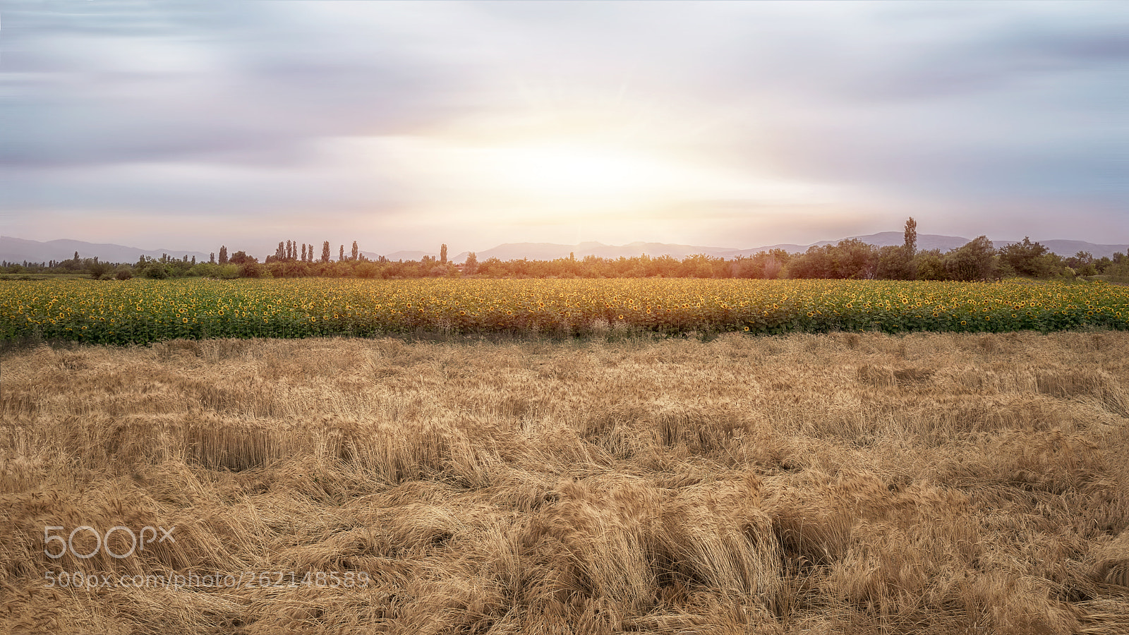 Sony a7 II sample photo. Bsr01078-2.jpg photography