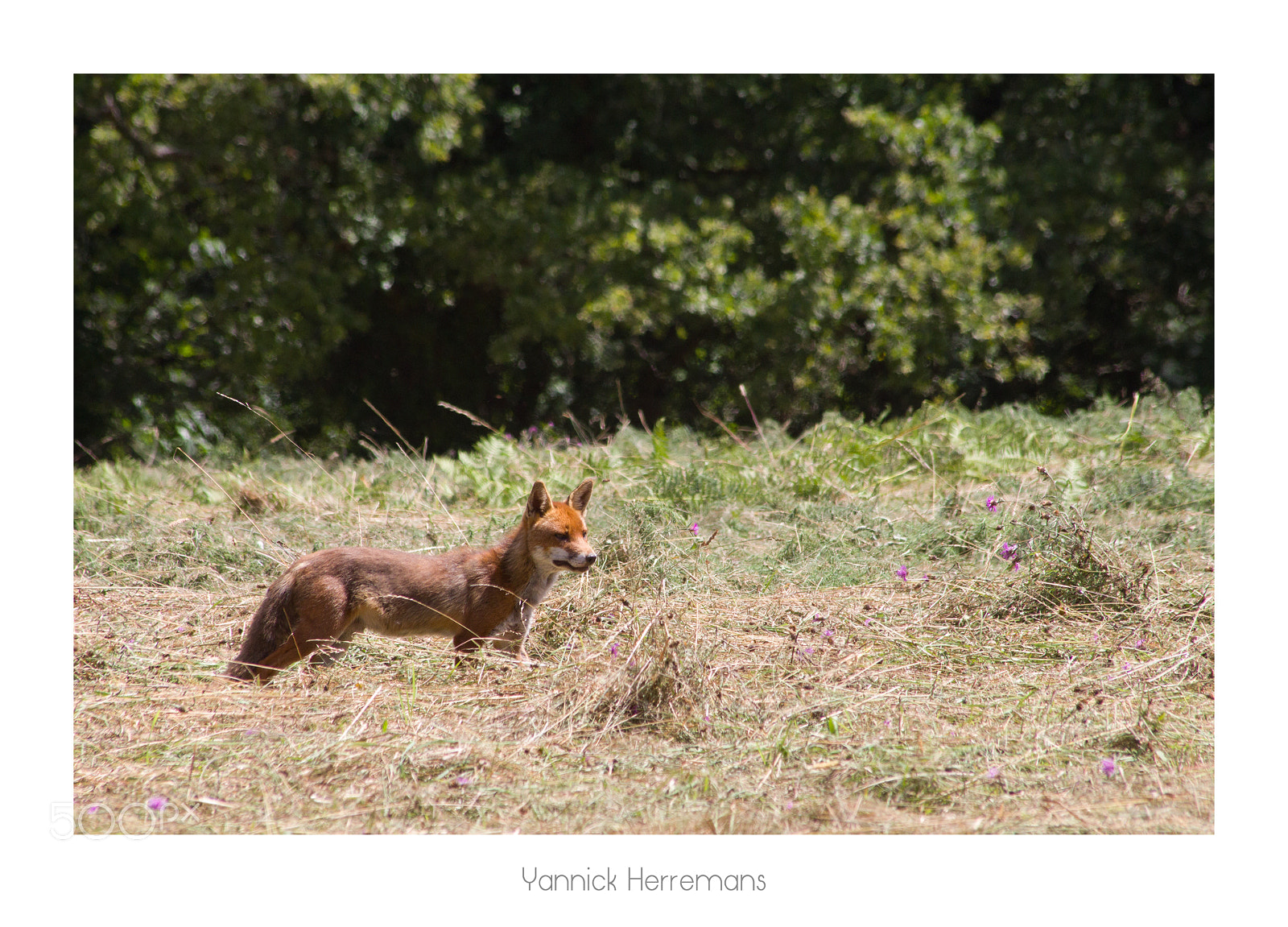 Canon EOS 1100D (EOS Rebel T3 / EOS Kiss X50) sample photo. Renard roux / red fox photography