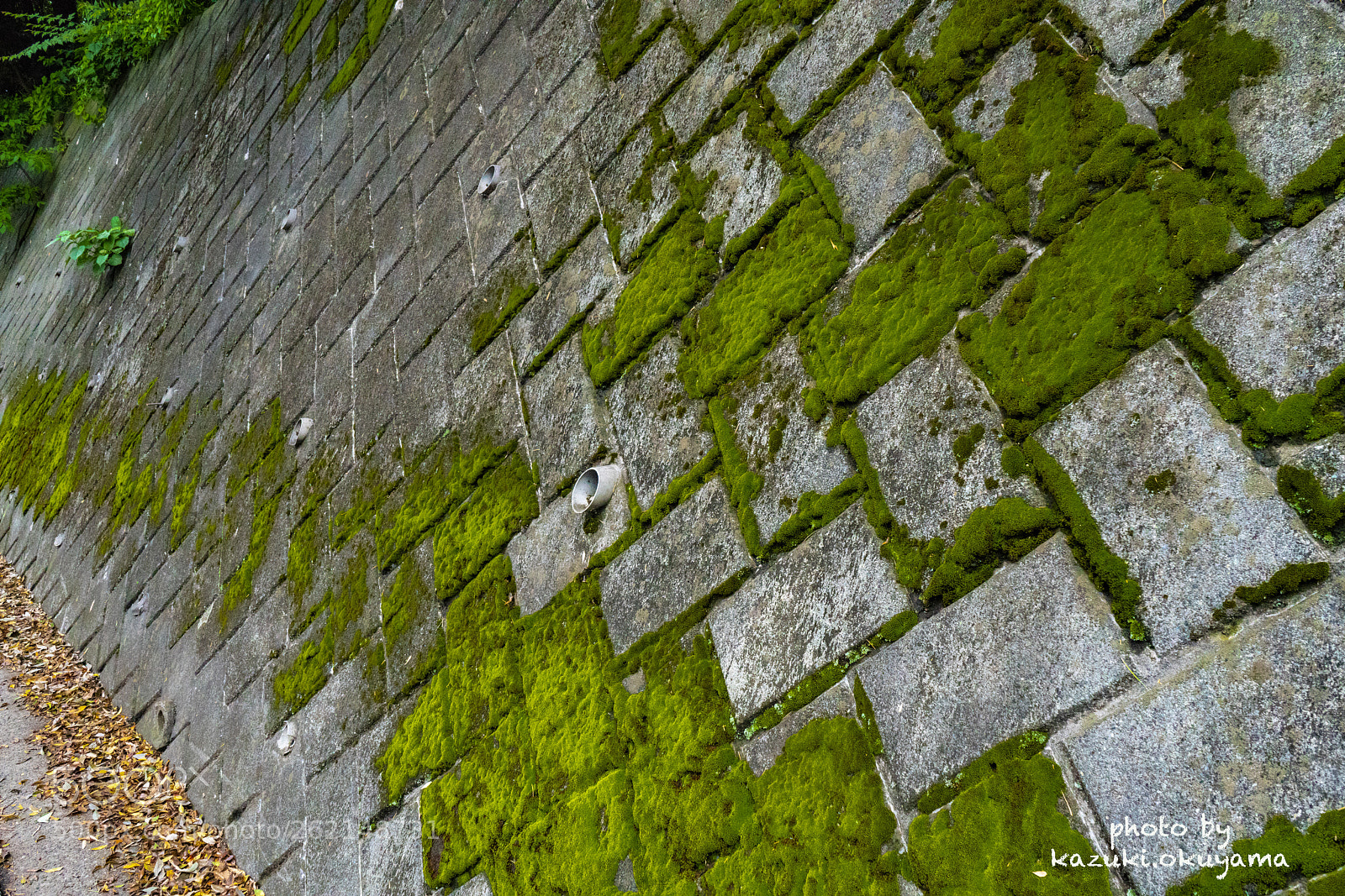 Sony a7R II sample photo. Dsc photography