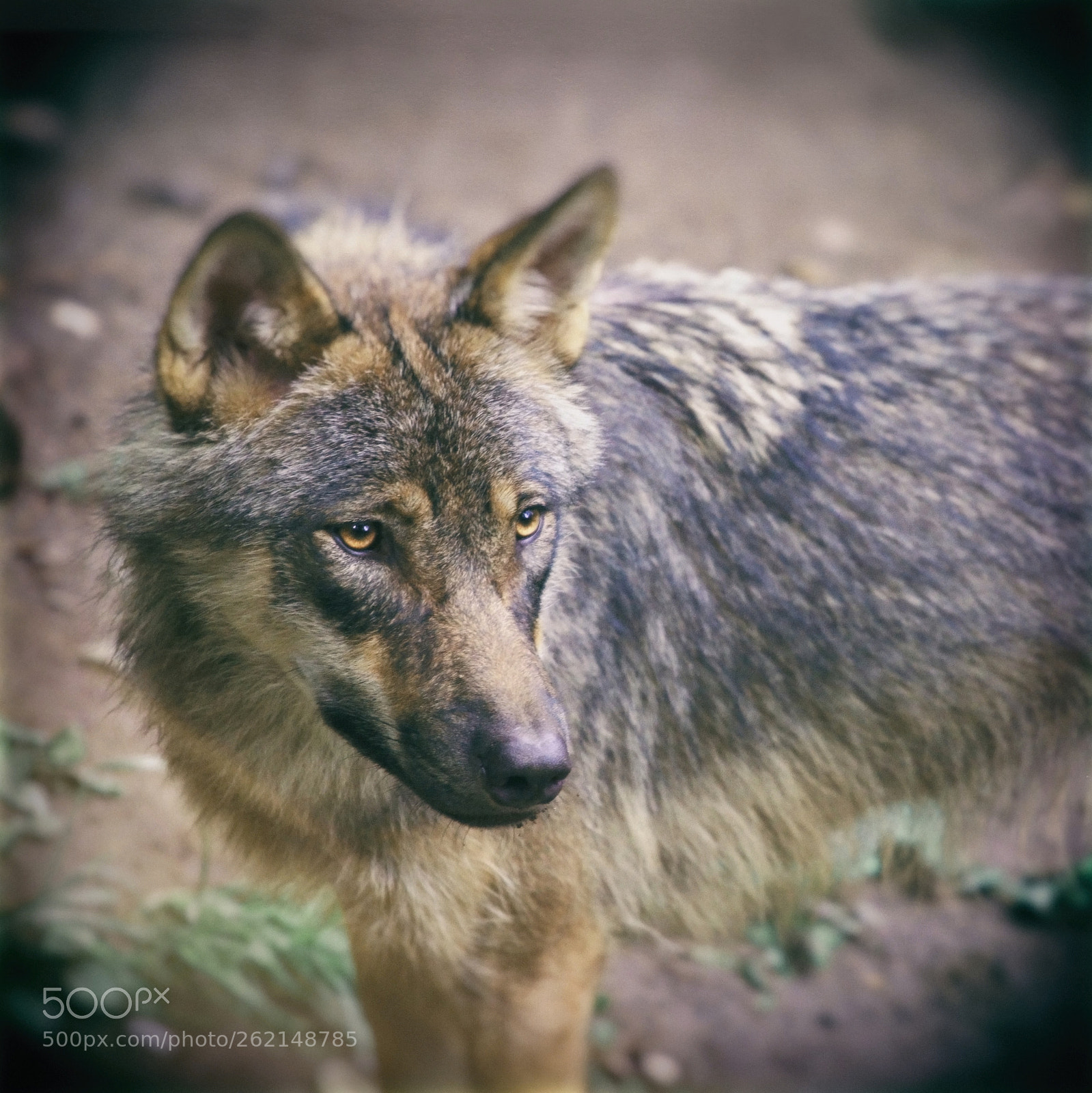 Canon EOS 60D + Canon EF 70-200mm F4L USM sample photo. Wolf photography