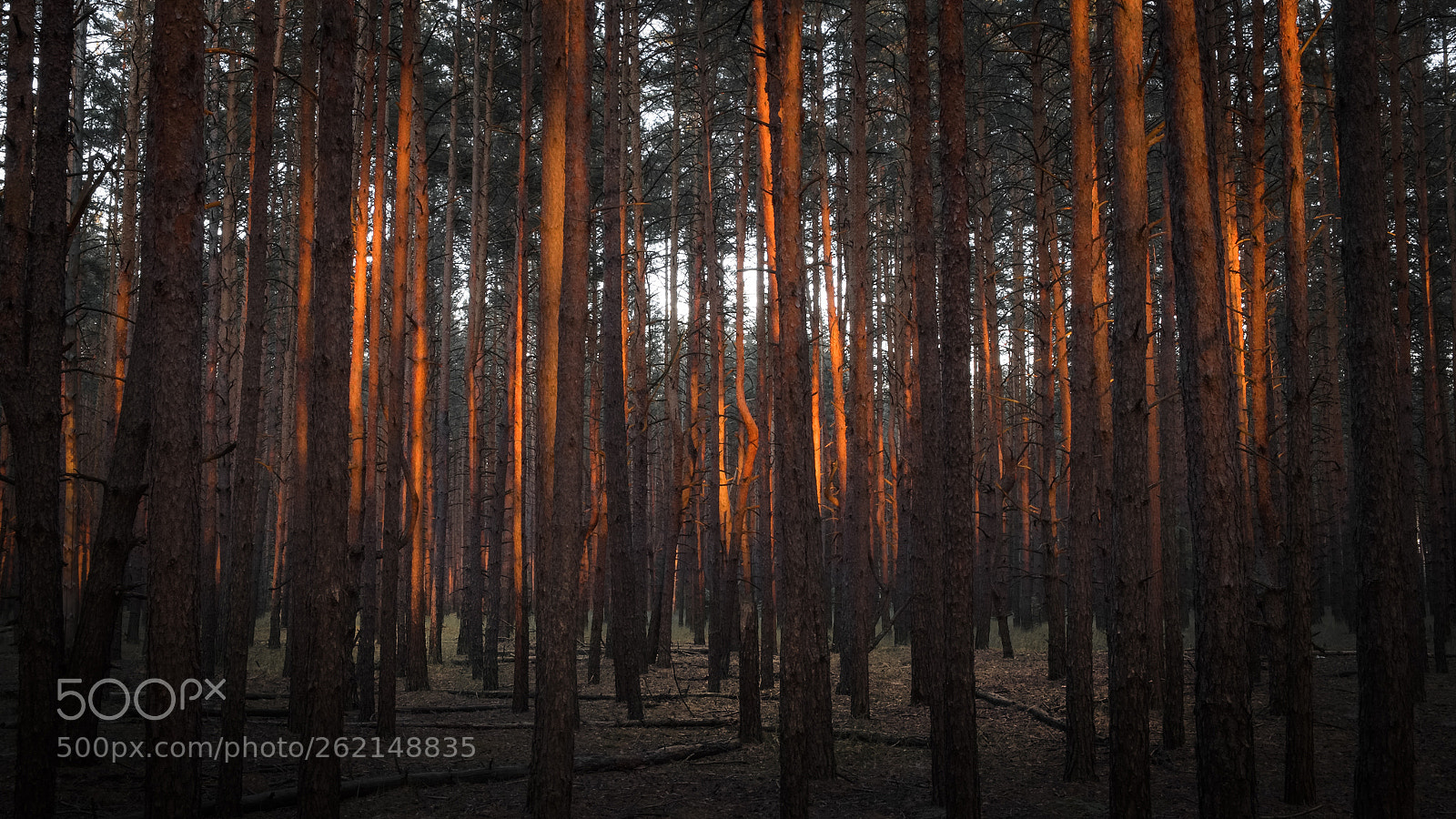 Fujifilm X-T1 sample photo. Warm light photography
