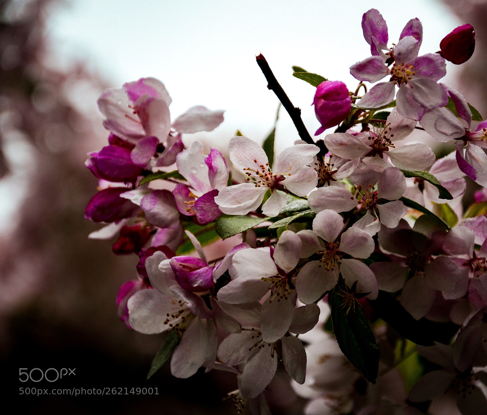 Nikon D7000 sample photo. Summer  photography