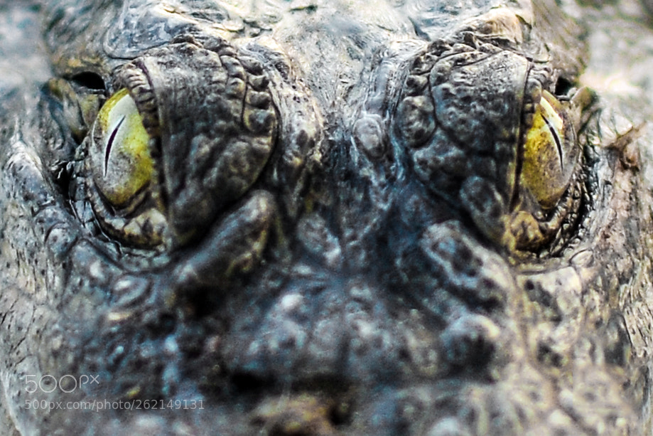 Nikon D5100 sample photo. Crocodile closeup photography