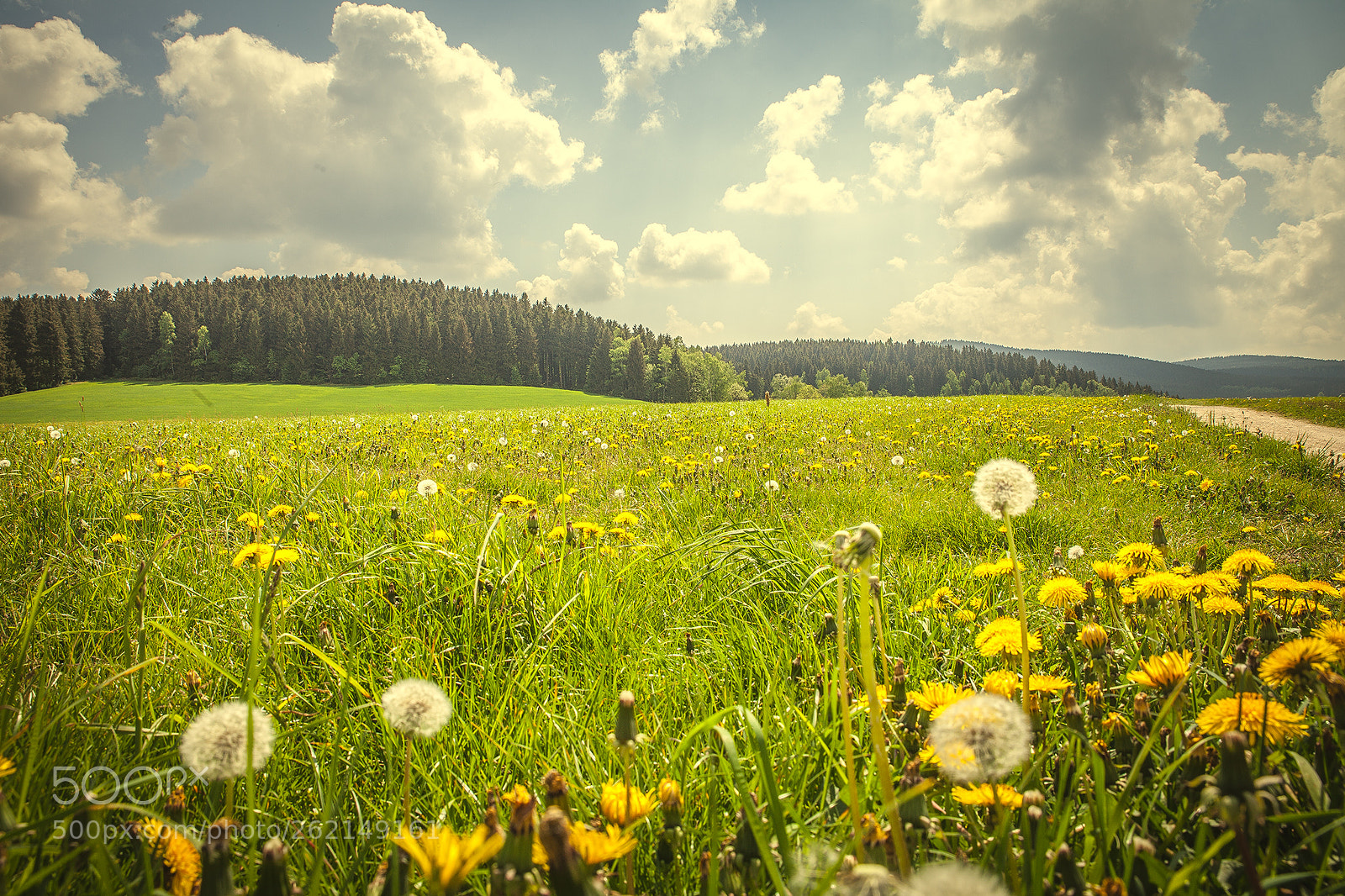 Canon EOS 5D Mark II sample photo. Fly away photography