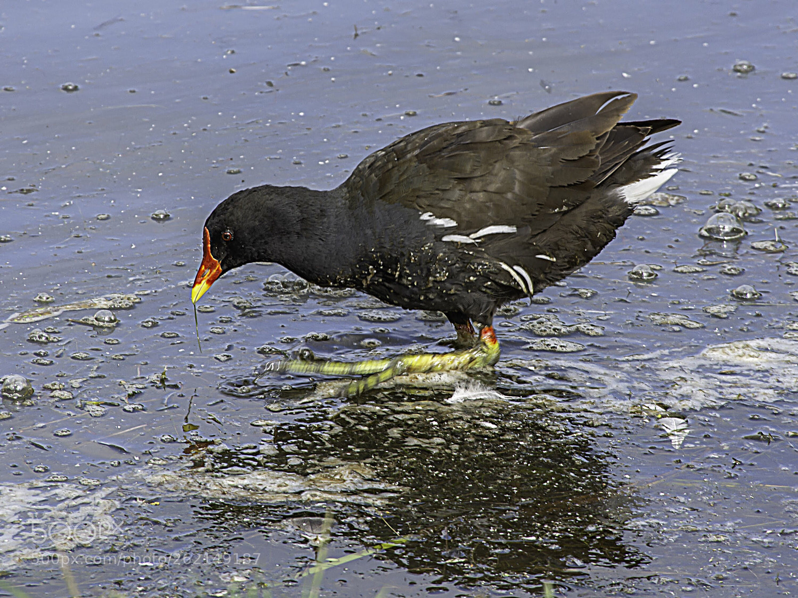 Nikon D7100 sample photo. Water wren photography