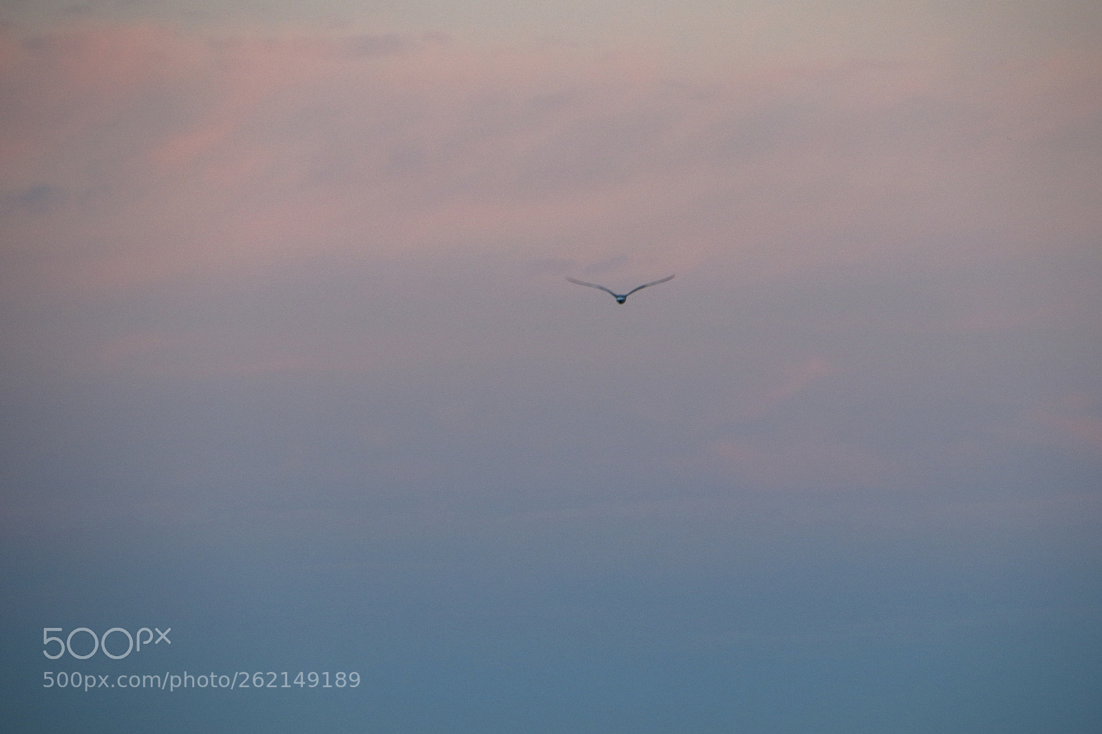Canon EOS 80D sample photo. Vuelo en calma photography