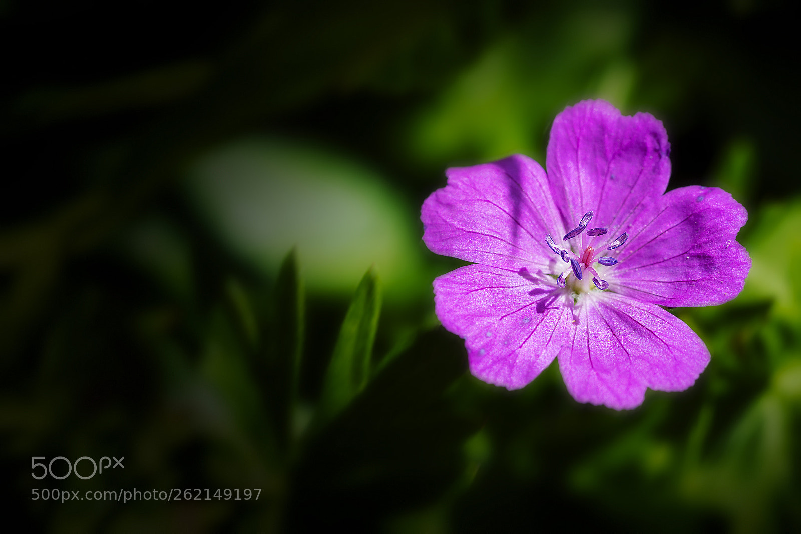Canon EOS 6D Mark II sample photo. Flower photography