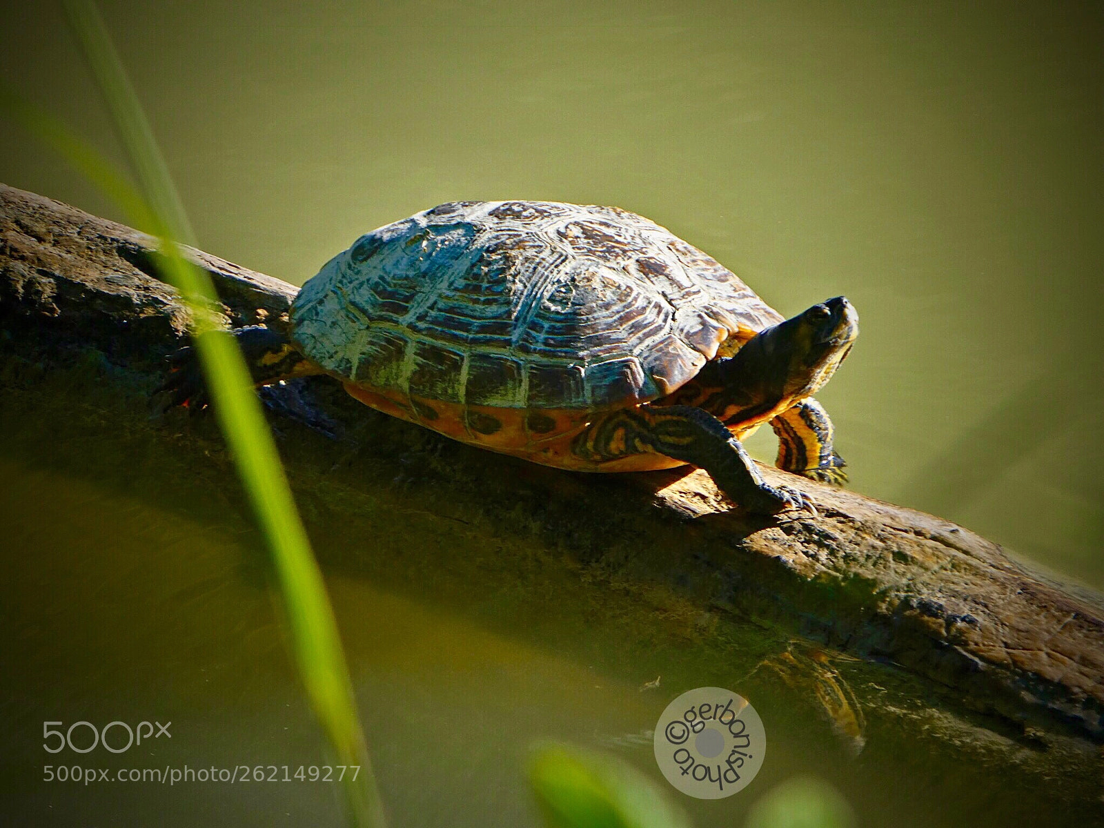 Panasonic Lumix DC-ZS70 (Lumix DC-TZ90) sample photo. A statuesque little turtle..... photography