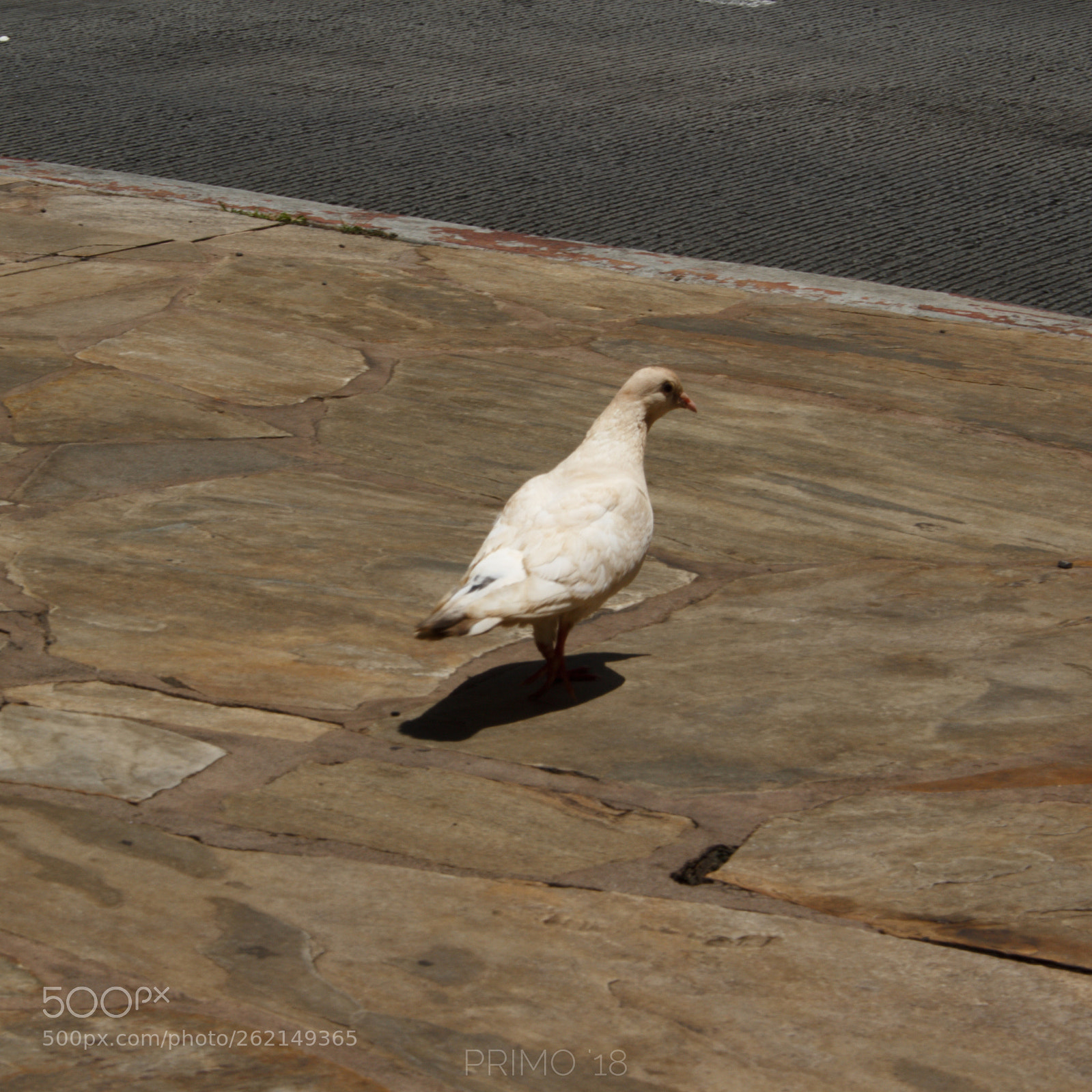 Canon EOS 100D (EOS Rebel SL1 / EOS Kiss X7) sample photo. Spotted 3 photography