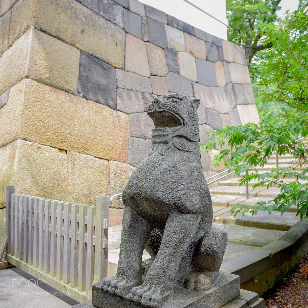 Nikon D810 sample photo. #148 photography