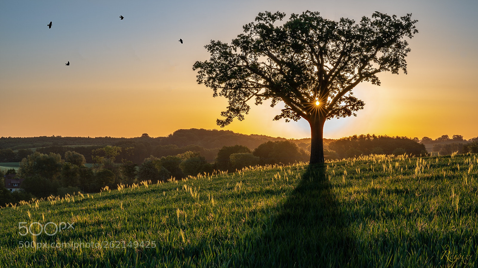 Sony a7R III sample photo. Untitled photography