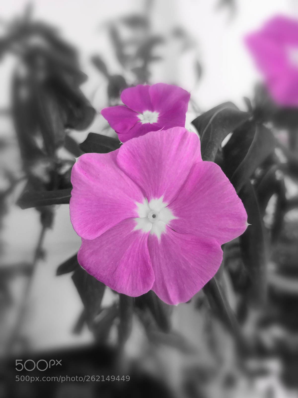 HUAWEI Honor 10 sample photo. Pink photography