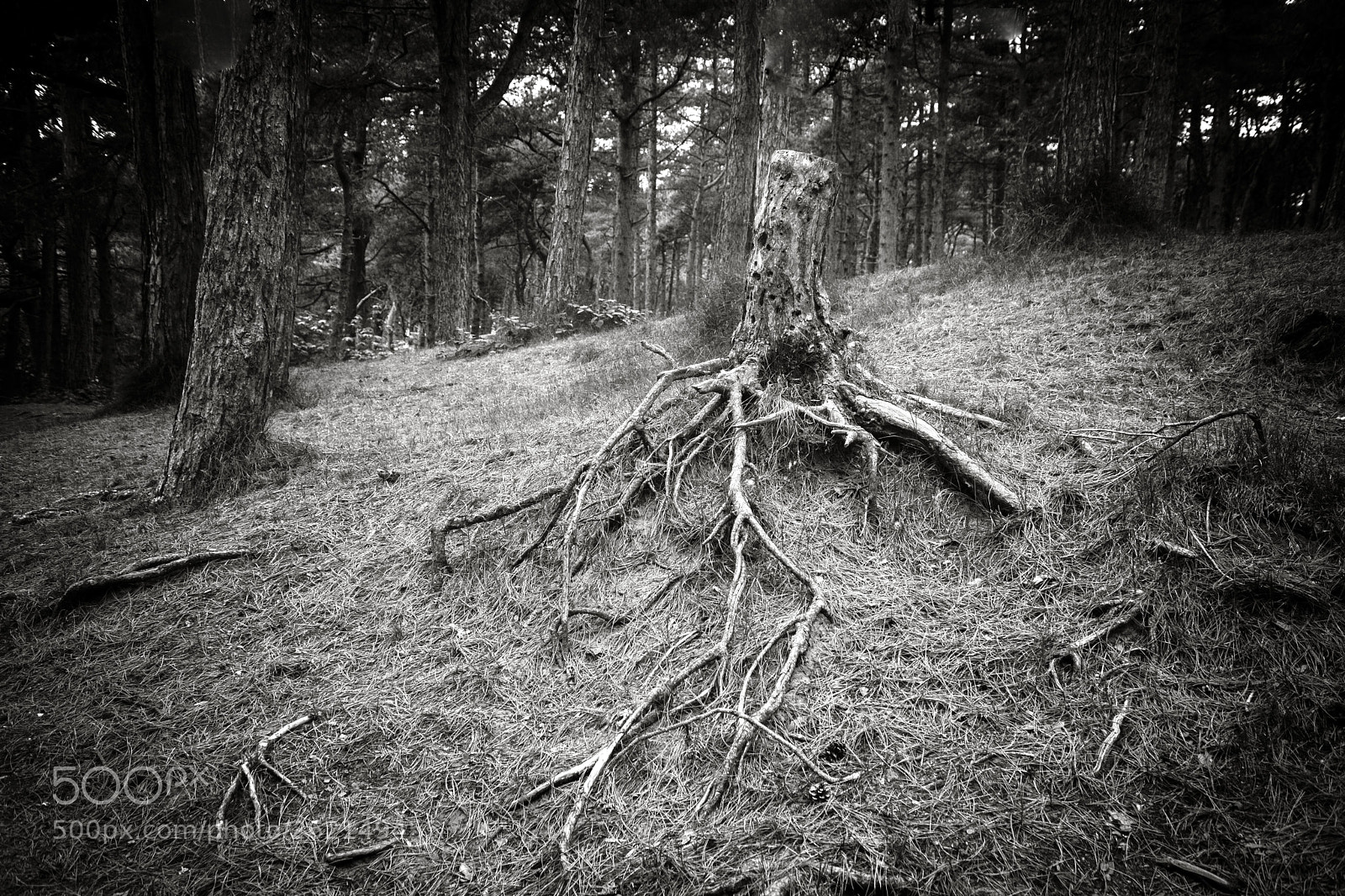 Canon EOS 5D Mark II sample photo. Witches fingers photography