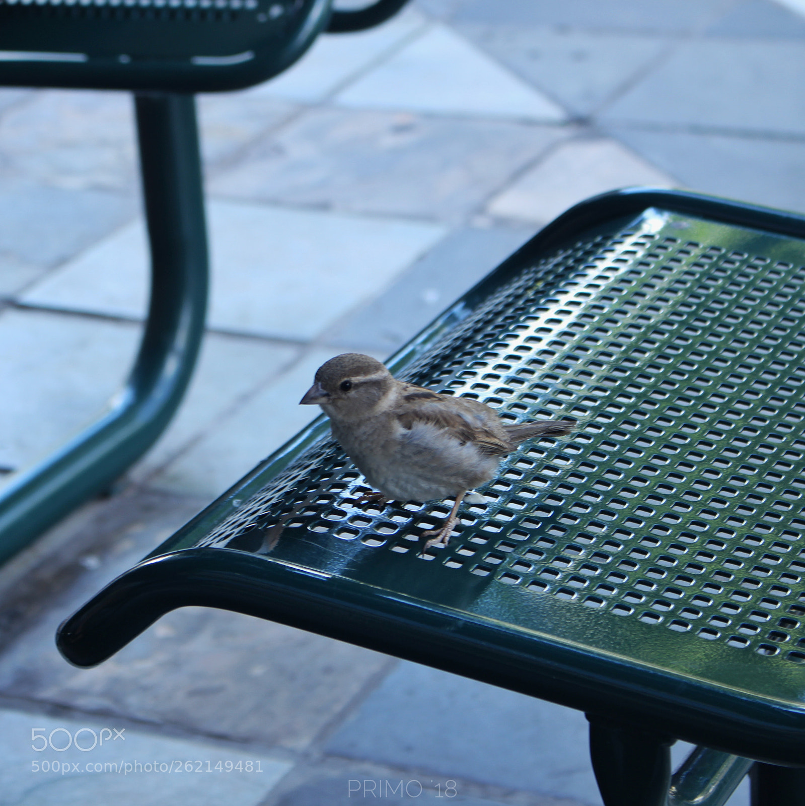 Canon EOS 100D (EOS Rebel SL1 / EOS Kiss X7) sample photo. Spotted 4 photography