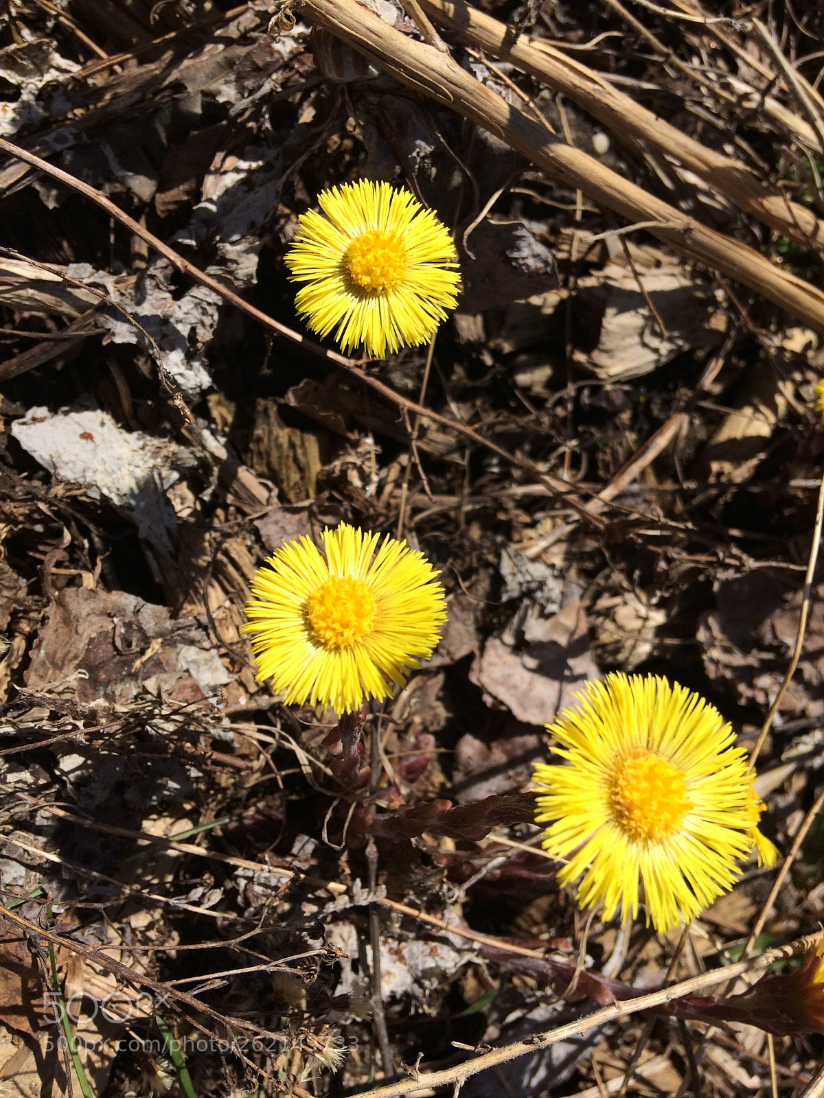 Apple iPhone 5s sample photo. Coltsfoot photography