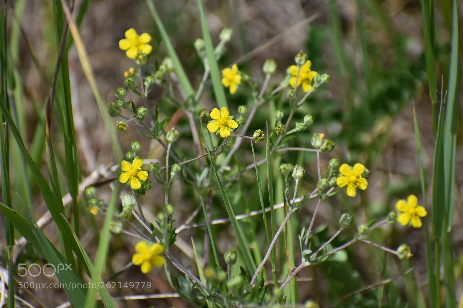 Nikon D3400 sample photo. Meadow flowers photography