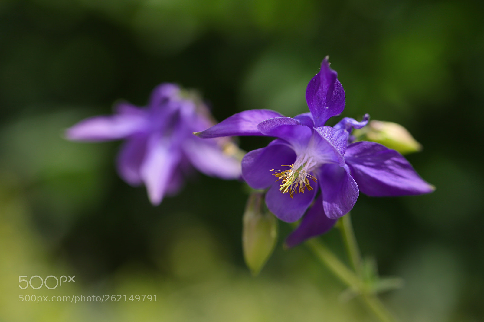 Canon EOS 6D Mark II sample photo. Violet photography