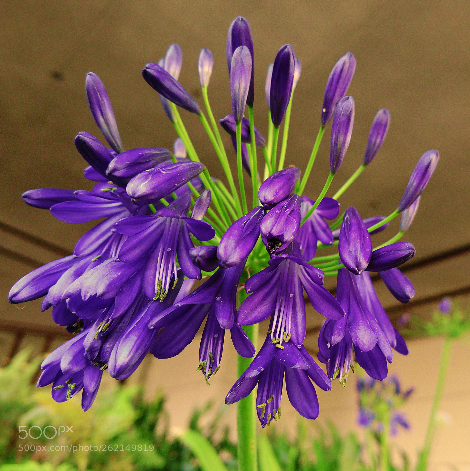 Motorola XT1650 sample photo. Califlorapornication ? photography