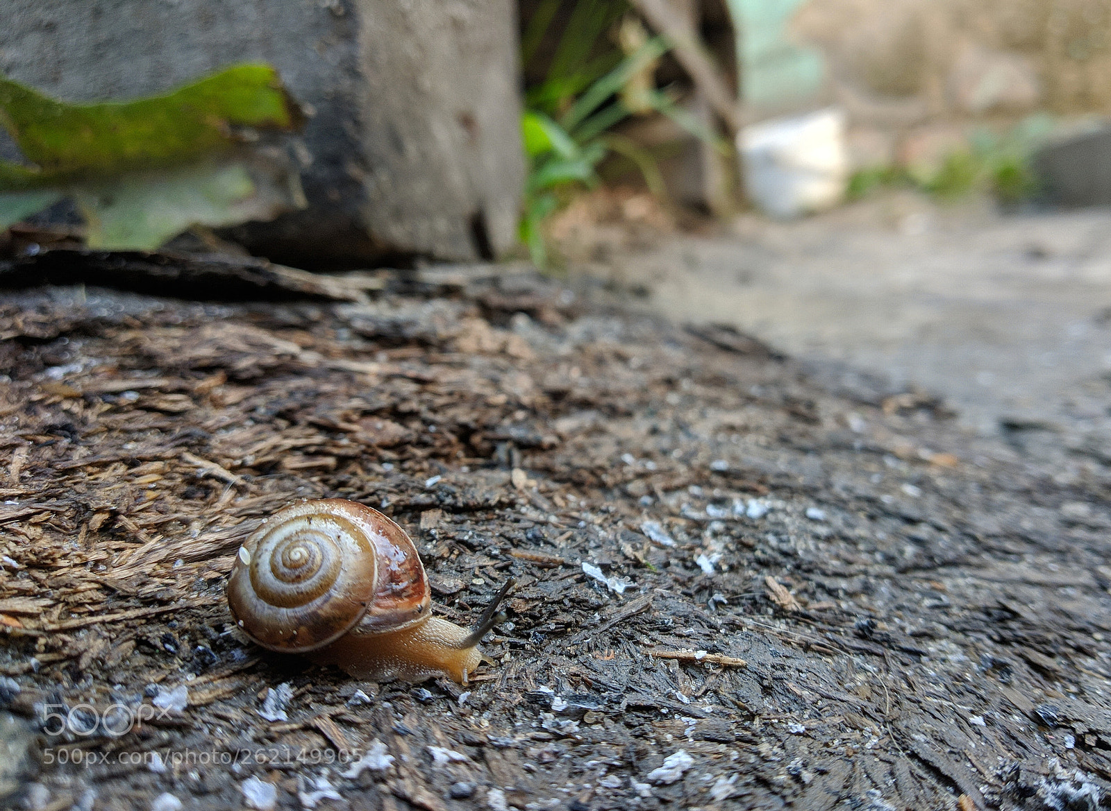 Xiaomi Mi A1 sample photo. Snail photography