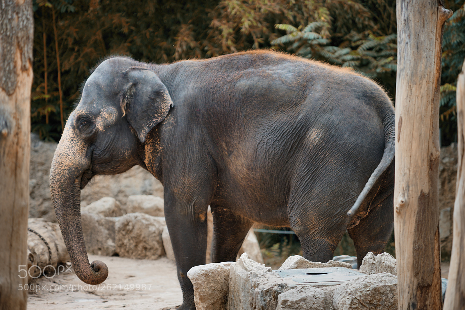 Sony a99 II sample photo. Elephant photography