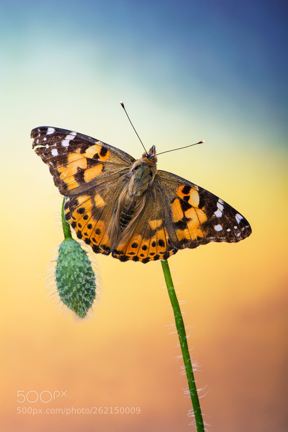 Nikon D7100 sample photo. Painted lady photography