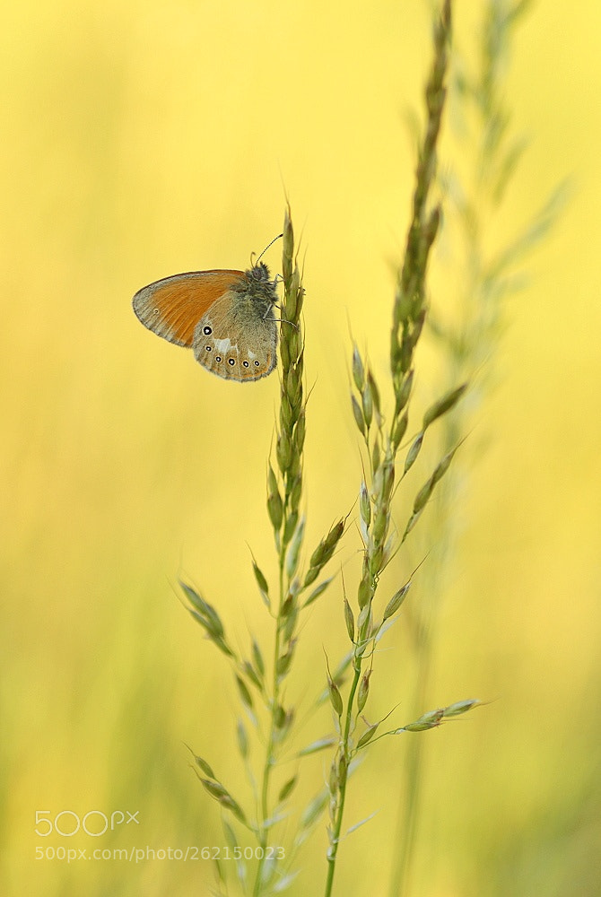 Canon EOS 700D (EOS Rebel T5i / EOS Kiss X7i) sample photo. Noch ein rotbraunes wiesenv photography