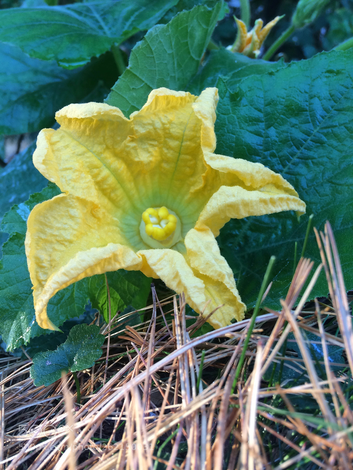 Apple iPhone 5s sample photo. Does no one like photography