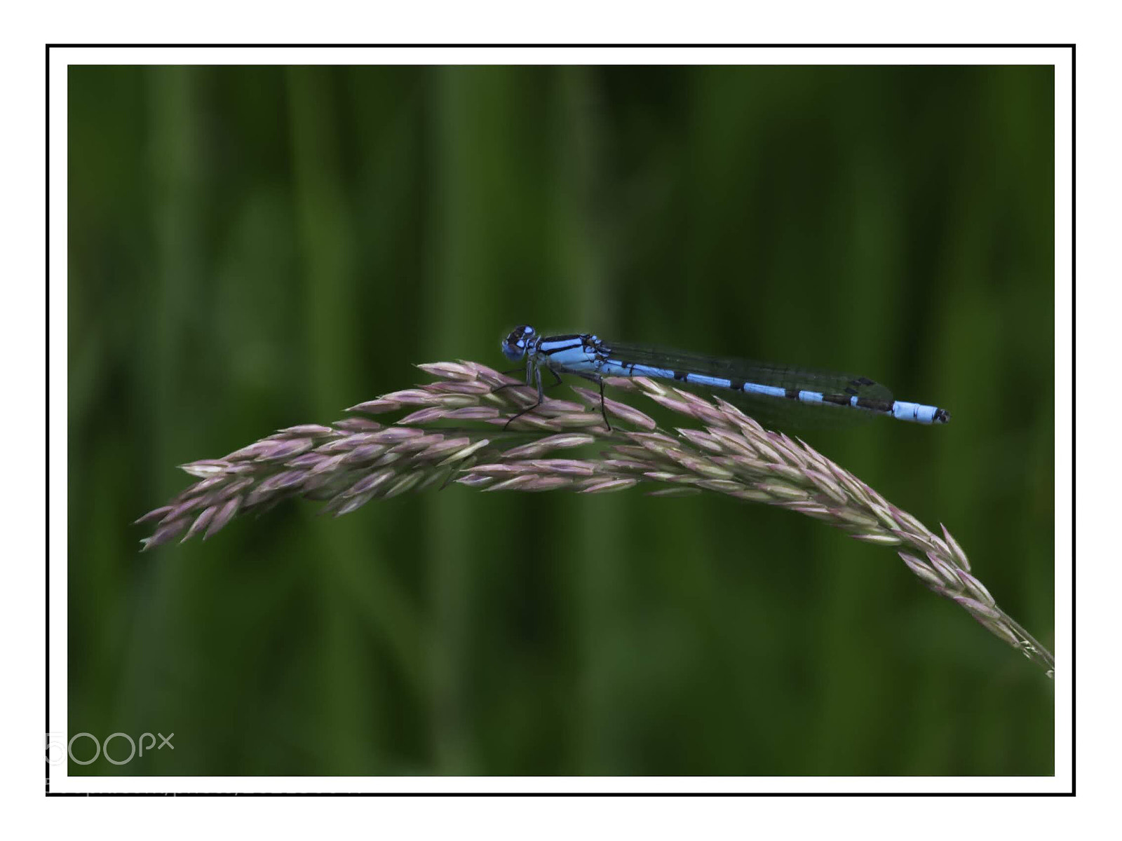 Nikon D7100 sample photo. Female bluetail damselfly 3 photography