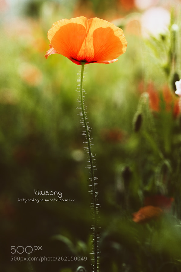 Canon EOS 5D Mark IV sample photo. Untitled photography
