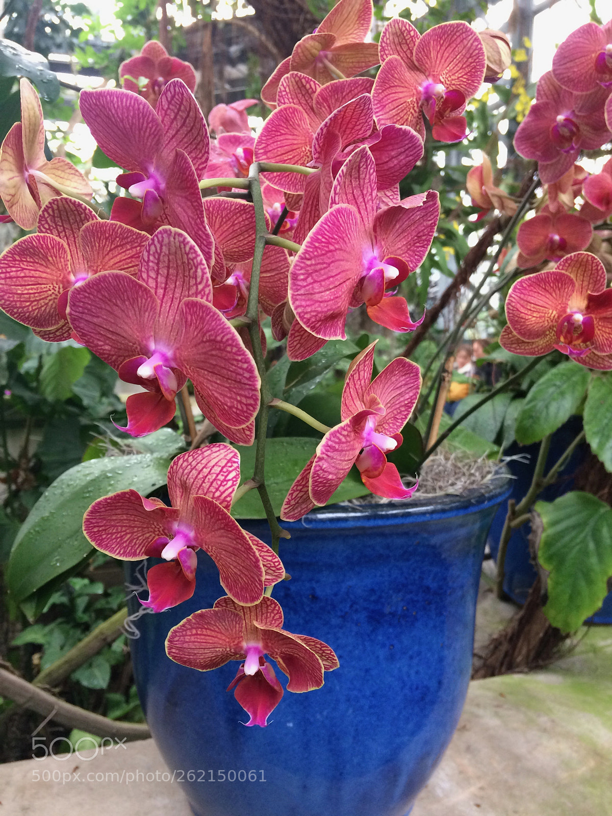 Apple iPhone 5s sample photo. Orchids photography