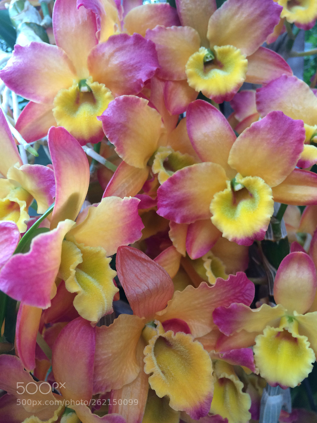 Apple iPhone 5s sample photo. Orchids photography