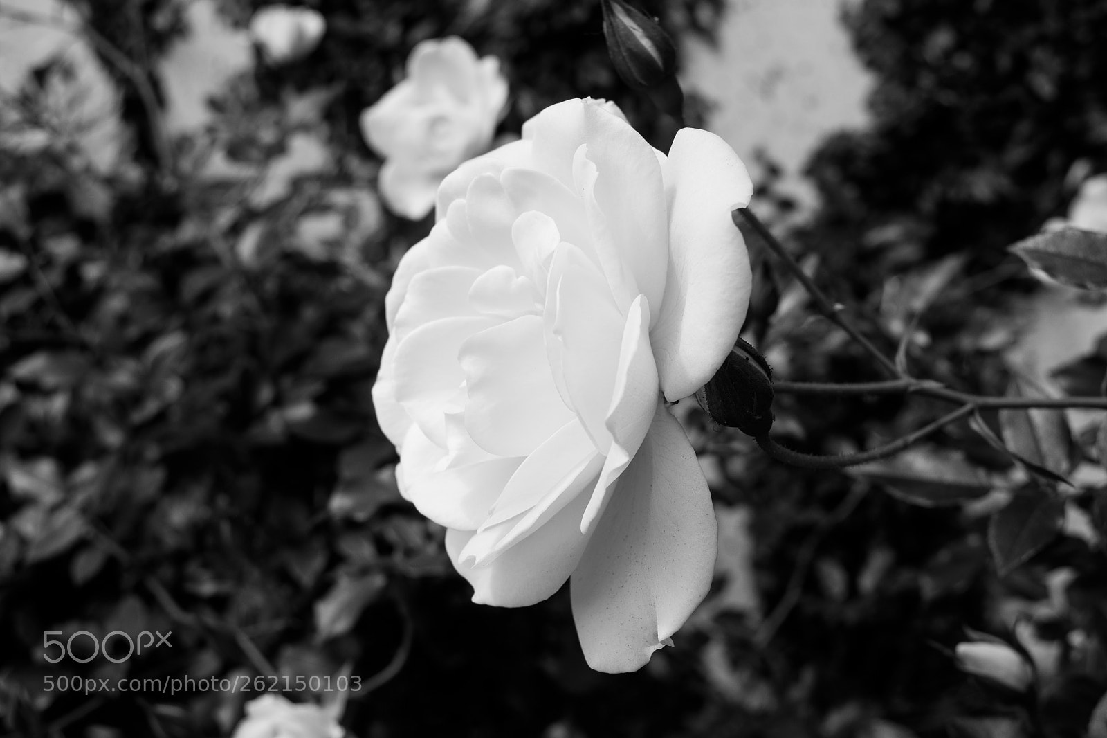 Nikon D3300 sample photo. Black and white flower photography