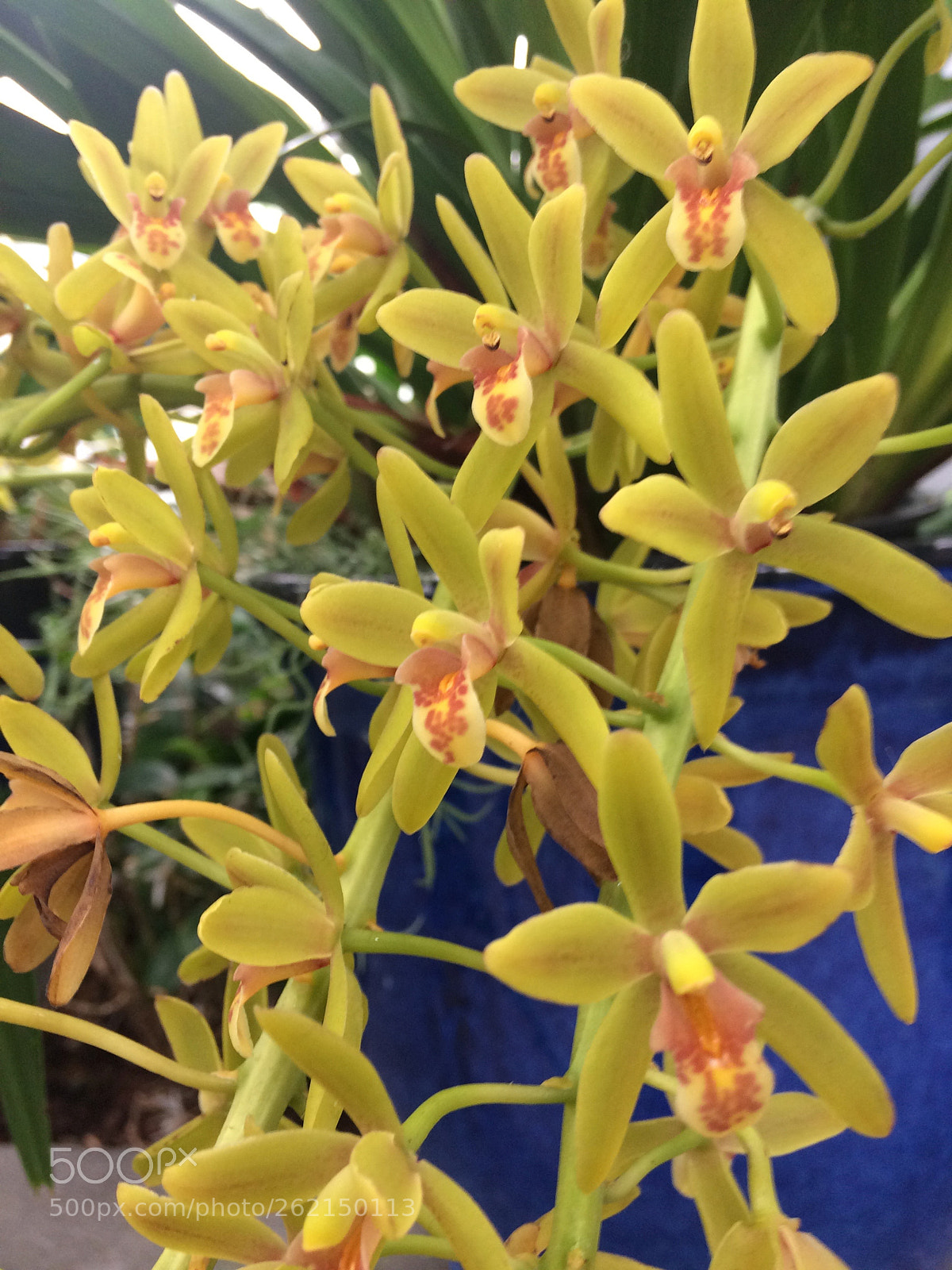 Apple iPhone 5s sample photo. Orchids photography