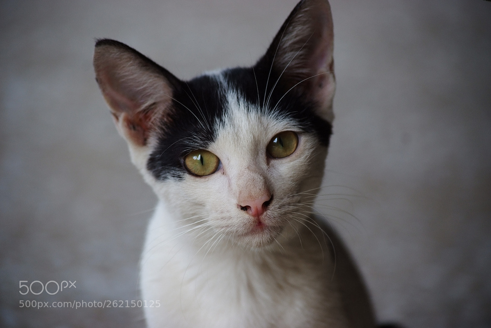 Fujifilm FinePix S5 Pro sample photo. Cat looks photography