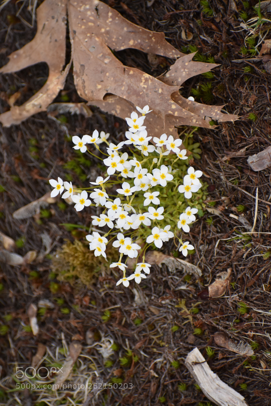Nikon D3400 sample photo. White bluets photography