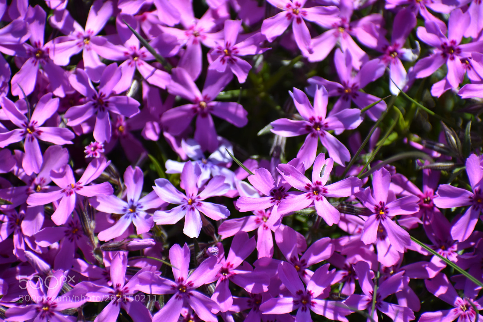 Nikon D3400 sample photo. Phlox photography