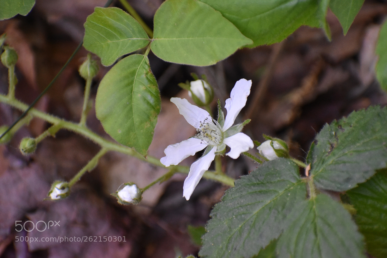 Nikon D3400 sample photo. Dsc photography