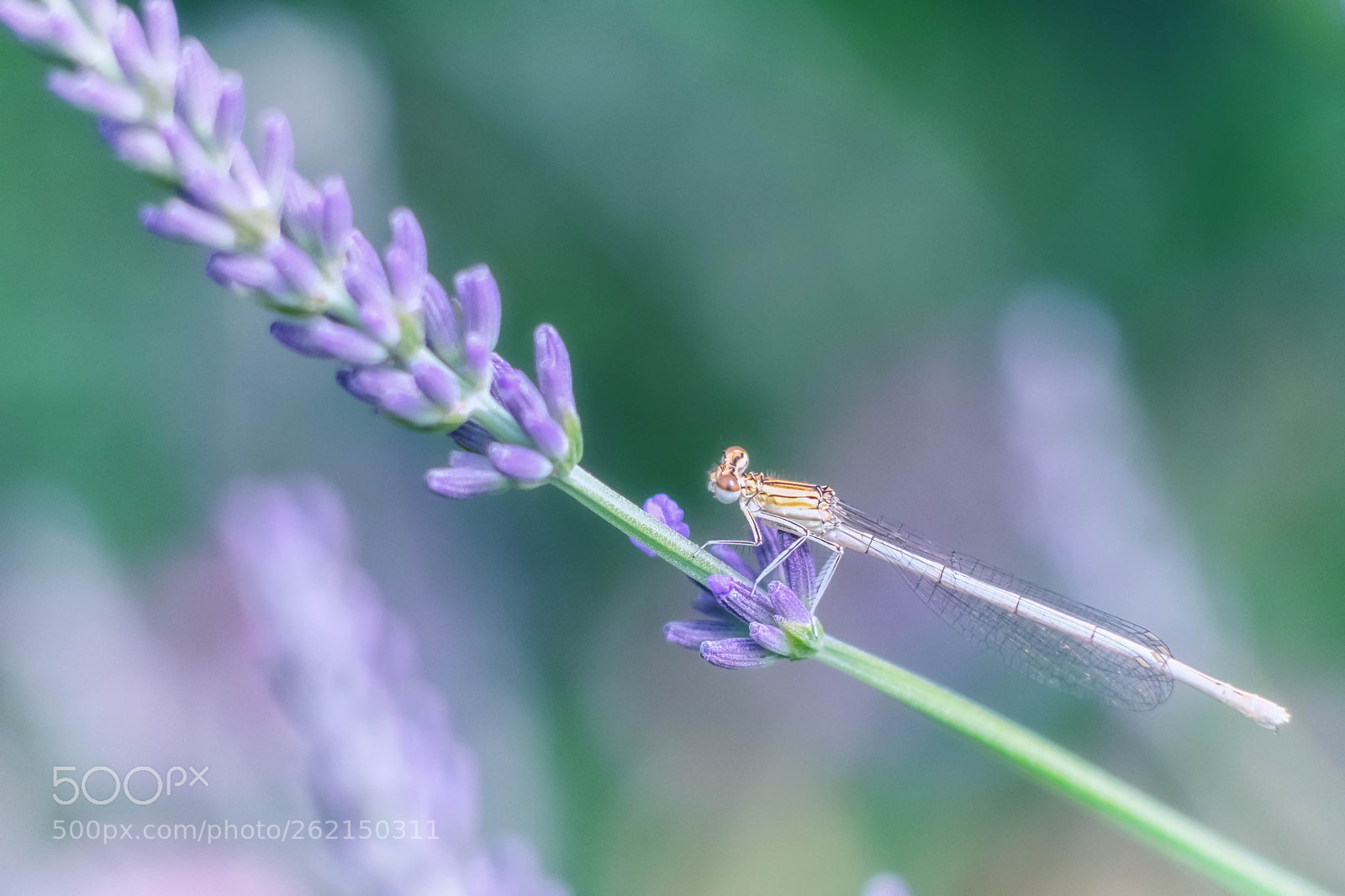 Fujifilm X-T10 sample photo. Smells like lavender... photography