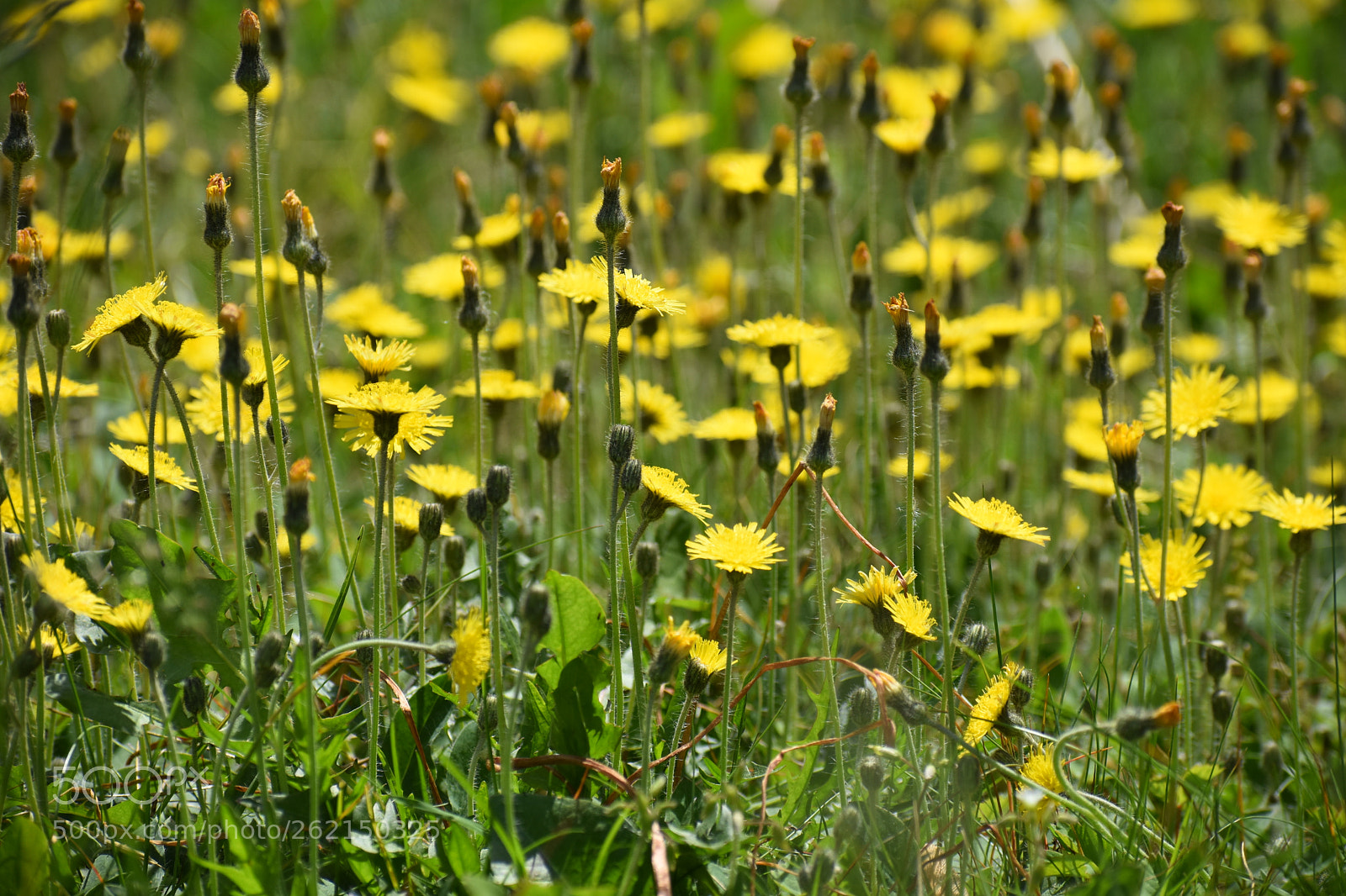 Nikon D3400 sample photo. Hawkweed photography
