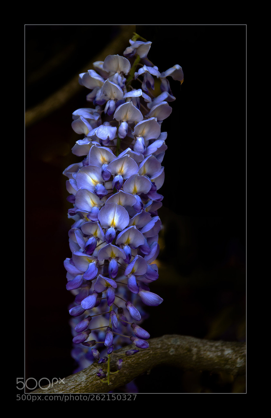 Nikon D90 sample photo. Wisteria photography