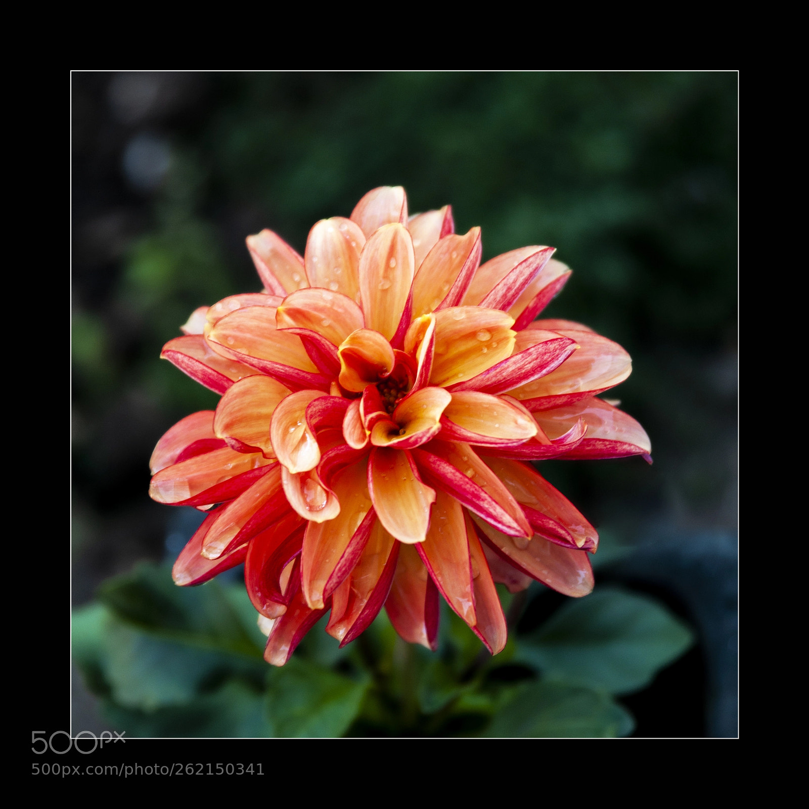 Nikon D90 sample photo. Dalhia photography